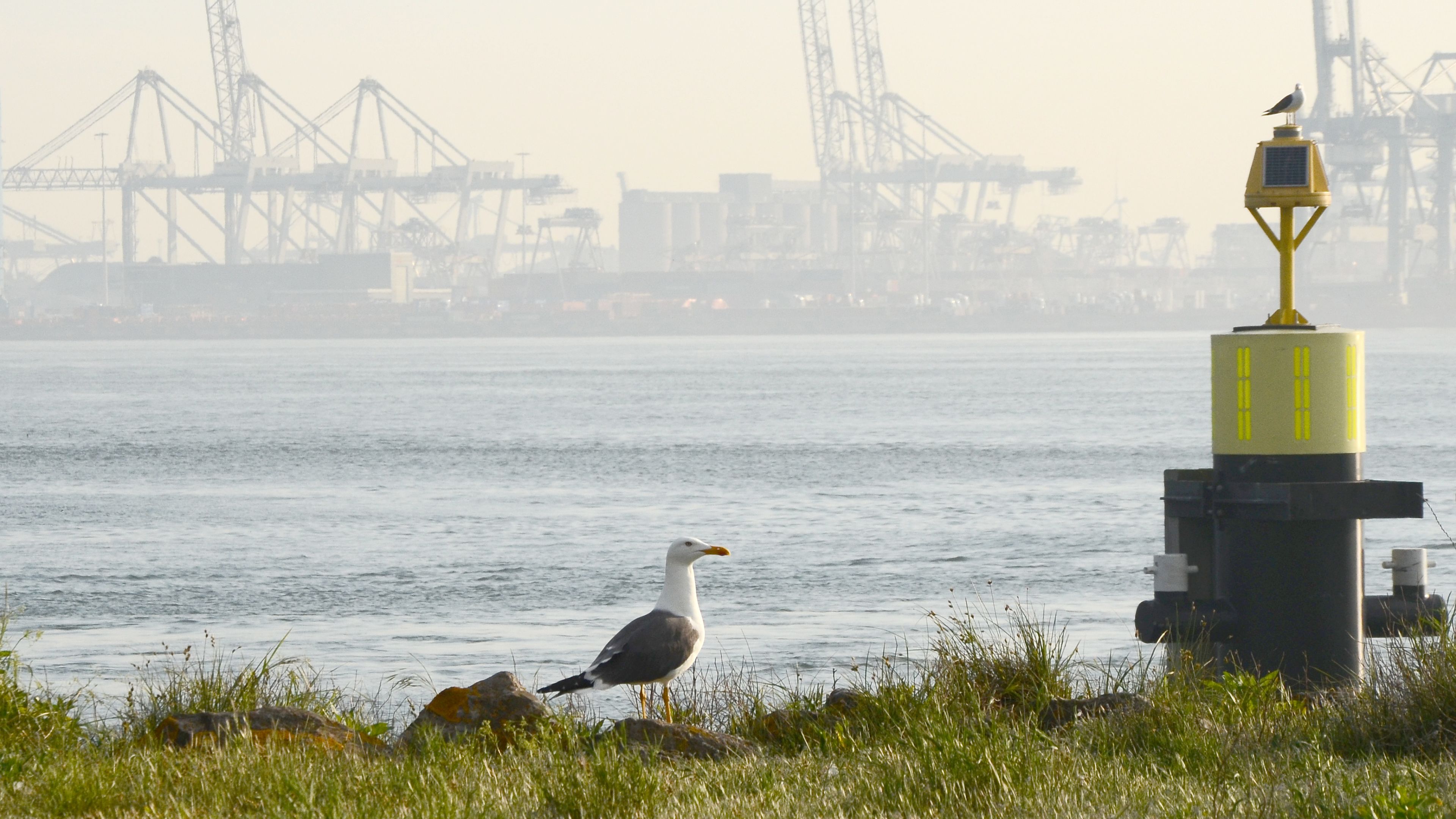 Photo of a sitting seagull with cranes od a sea port in the background