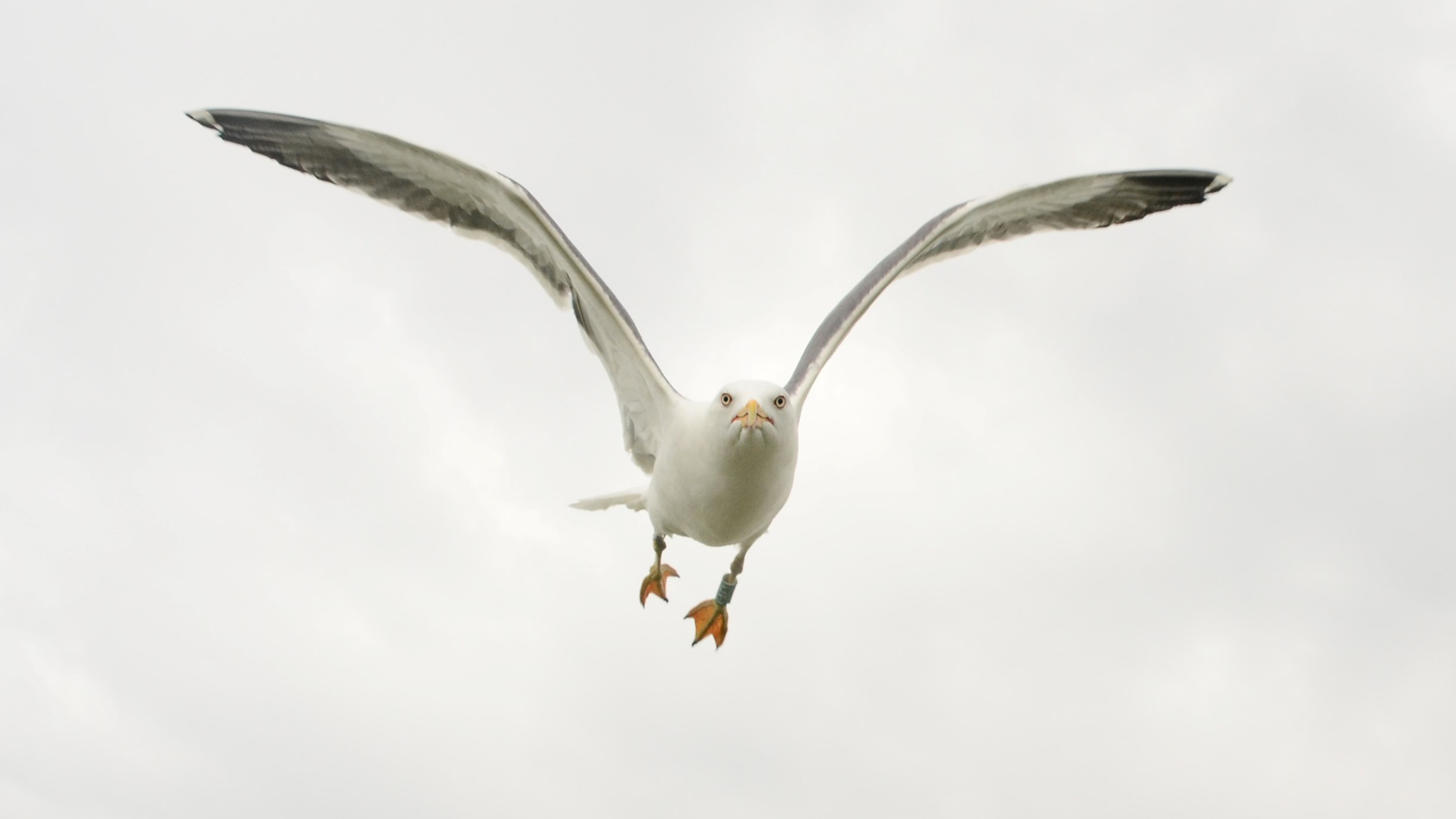 Photo of a flying seagull with grey sky in the background