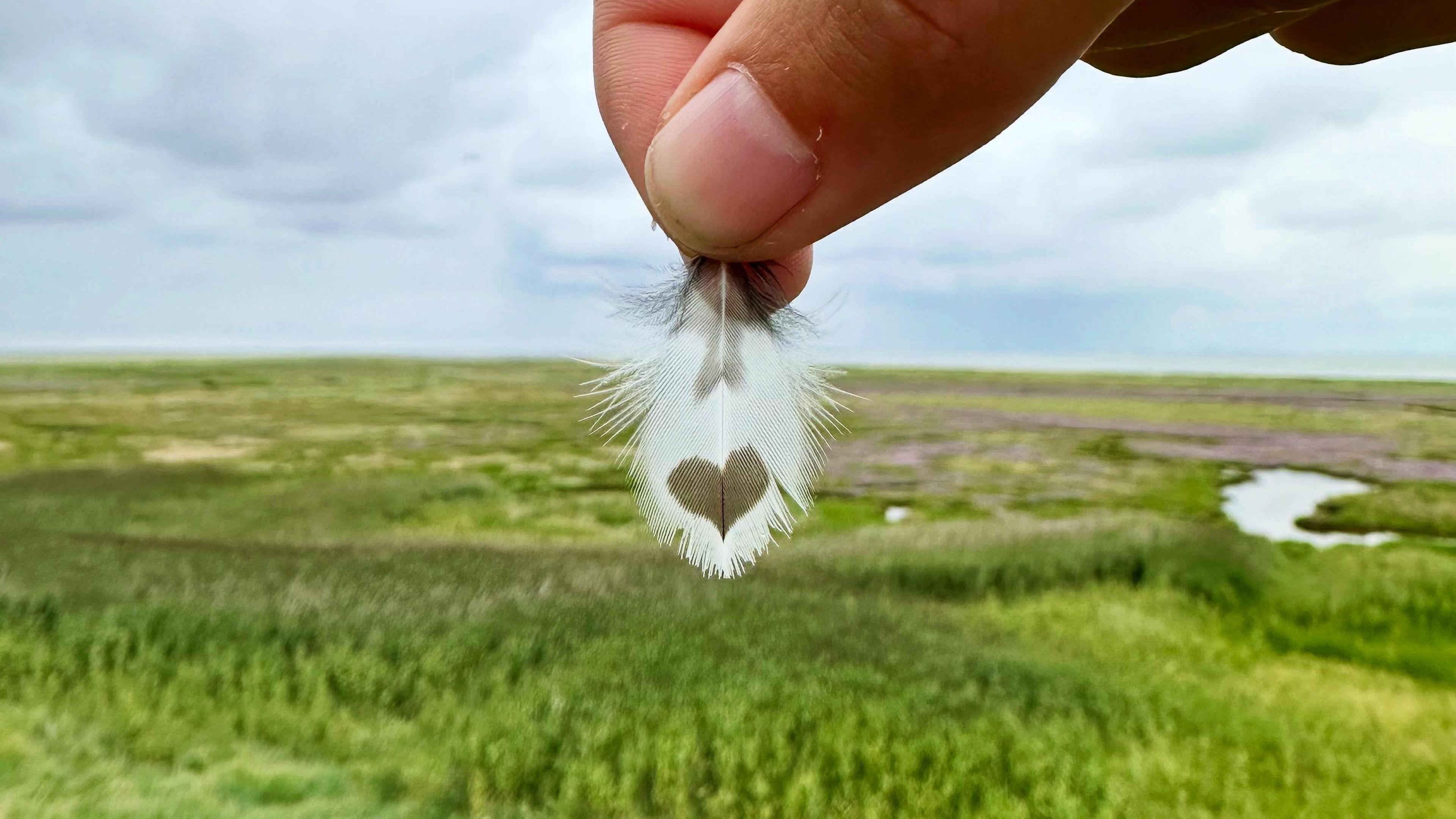 Photo of hand holding a white feather with a small brown heart shape on it