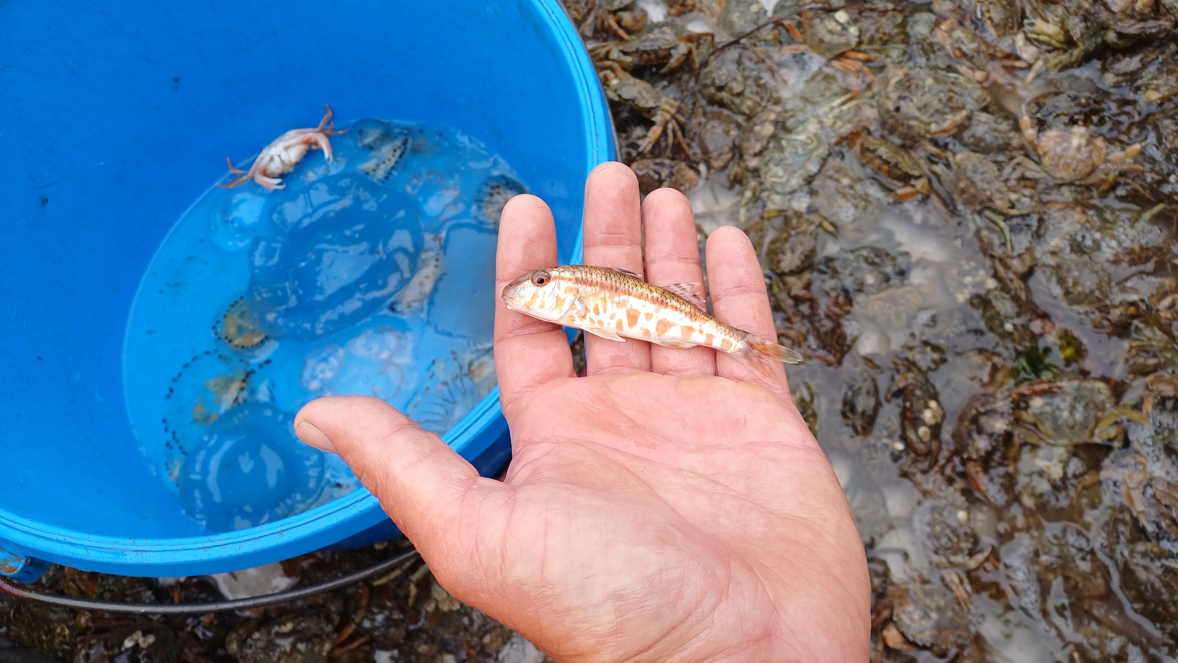 juvenile red mullet caught in the fyke