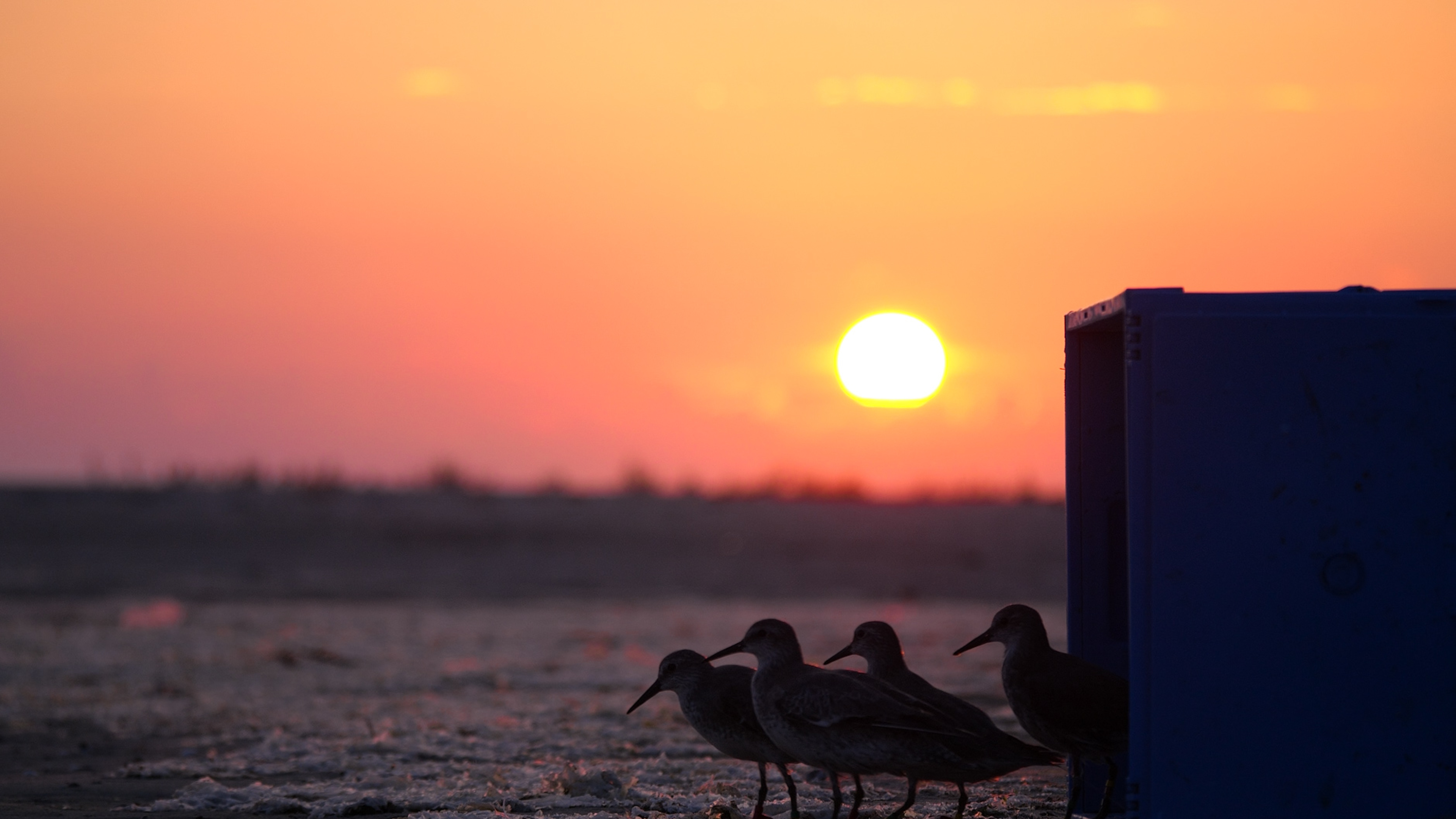 evening release of four colour marked red knots, Griend