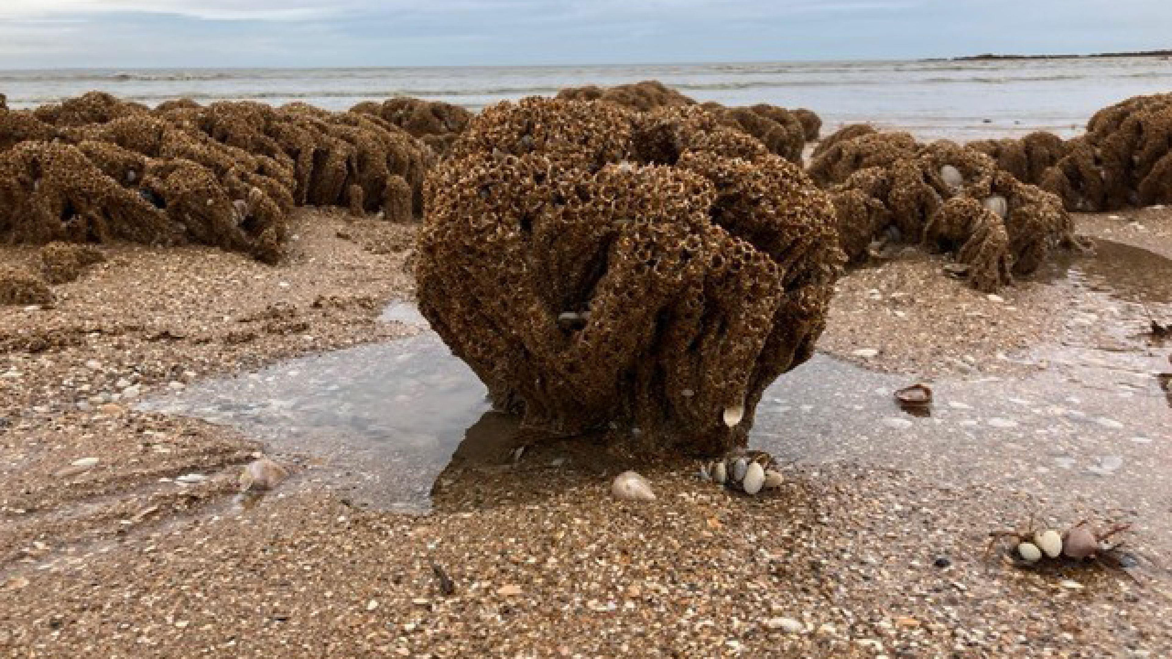 A reef fragment built by honeycomb wombs at the bay of Mont St Michel in France