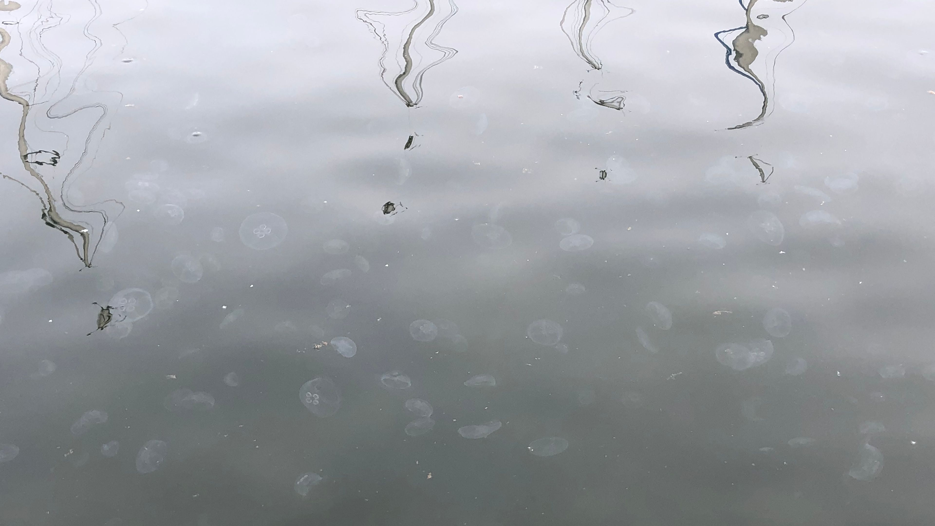 Multiple jellyfish in water