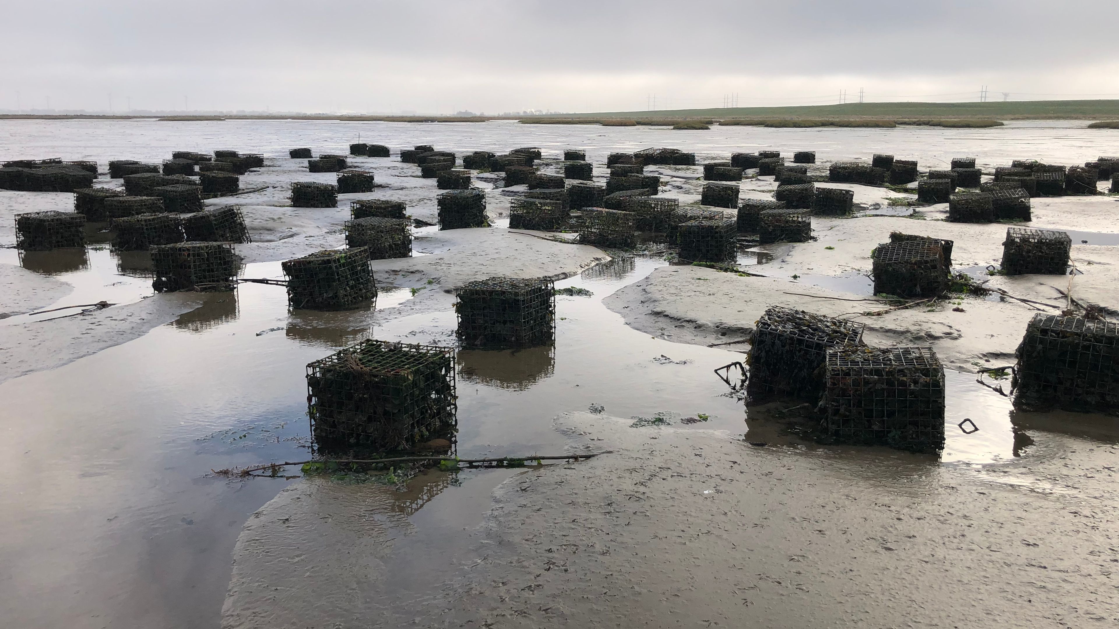 Multiple cages on the coast line