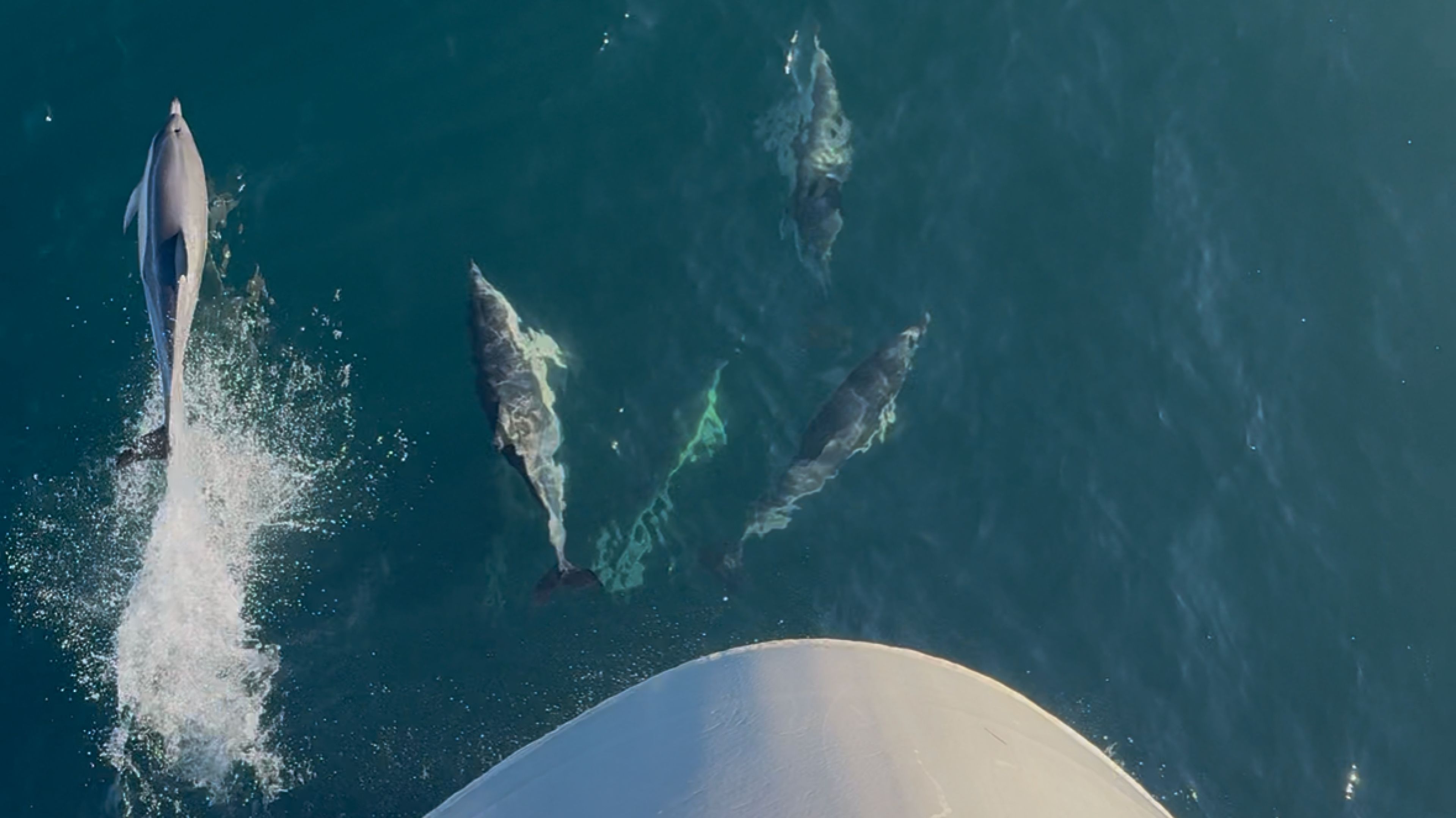 Dolphins swimming in front of a research vessel
