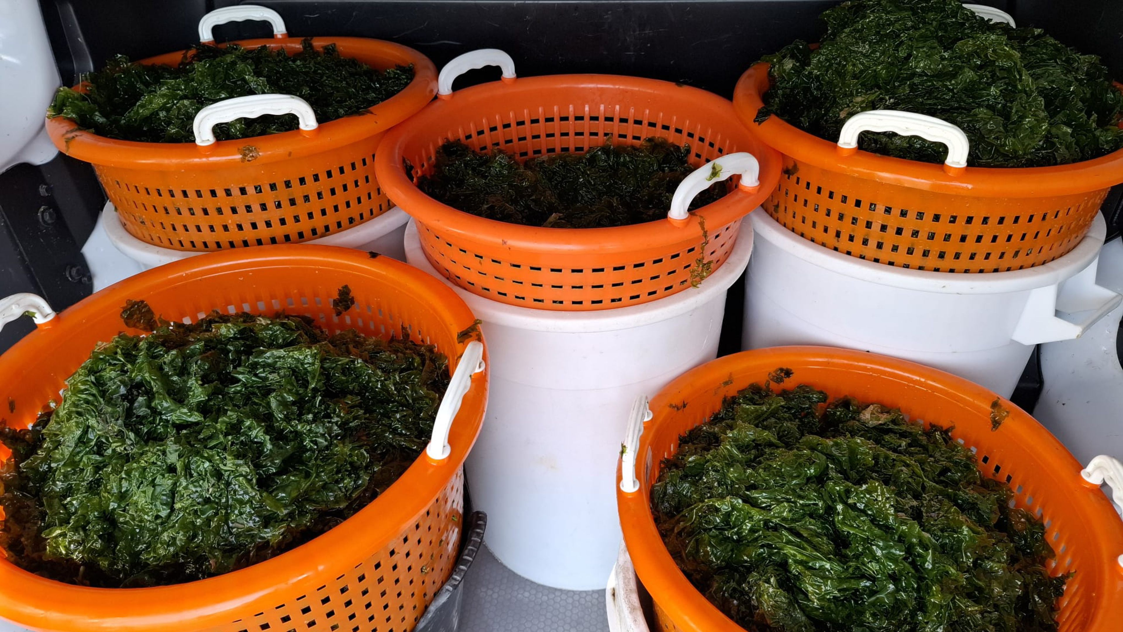 baskets with Ulva from sampling with the students of the 'Parasite Group' near the Cocksdorp