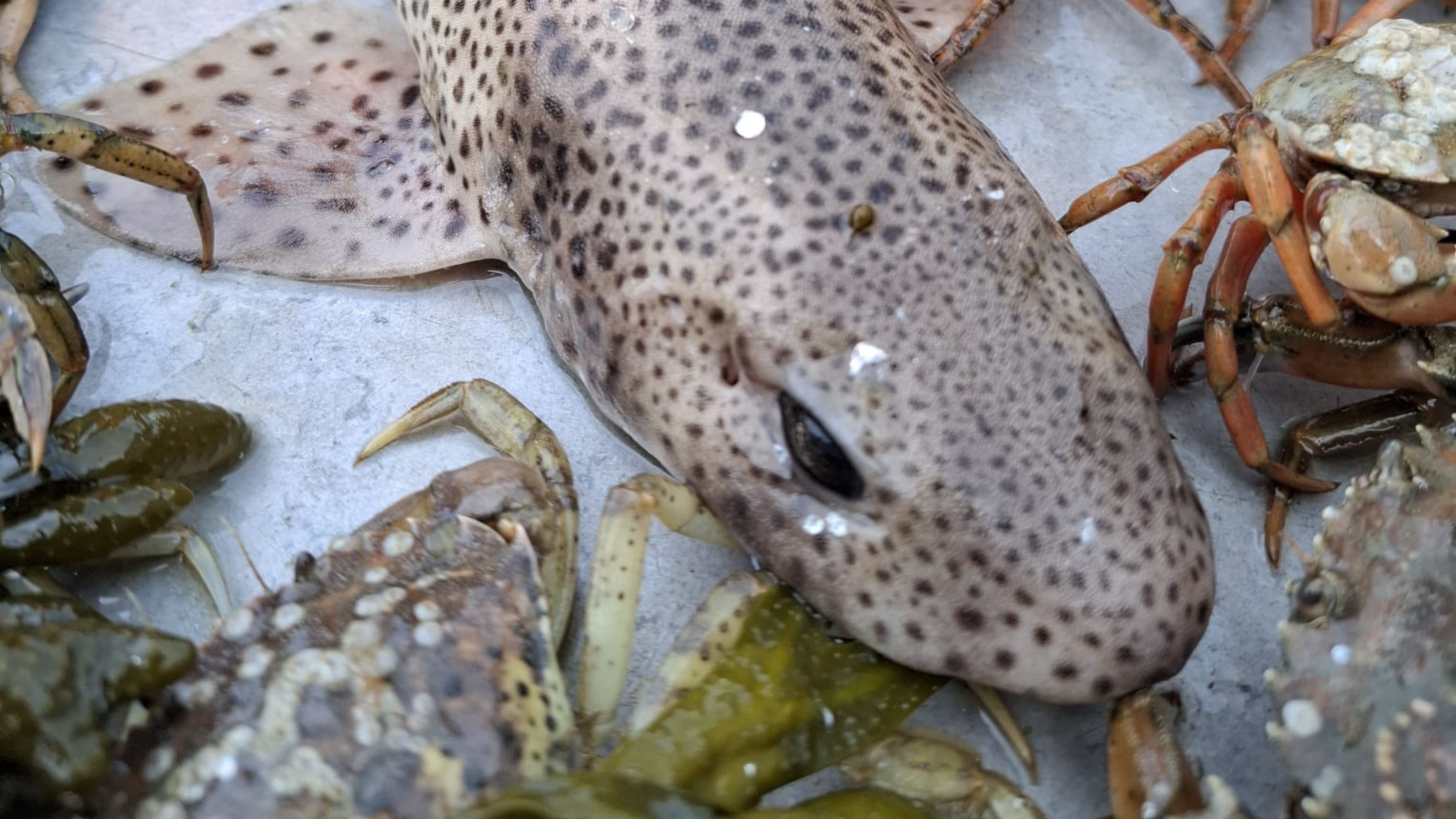 A Small-spotted catshark caught in NIOZ-fyke being measured before release