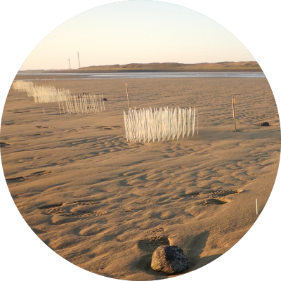 Clusters of elongated white objects on the beach